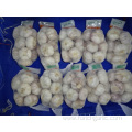 Fresh Normal White Garlic Best Quality